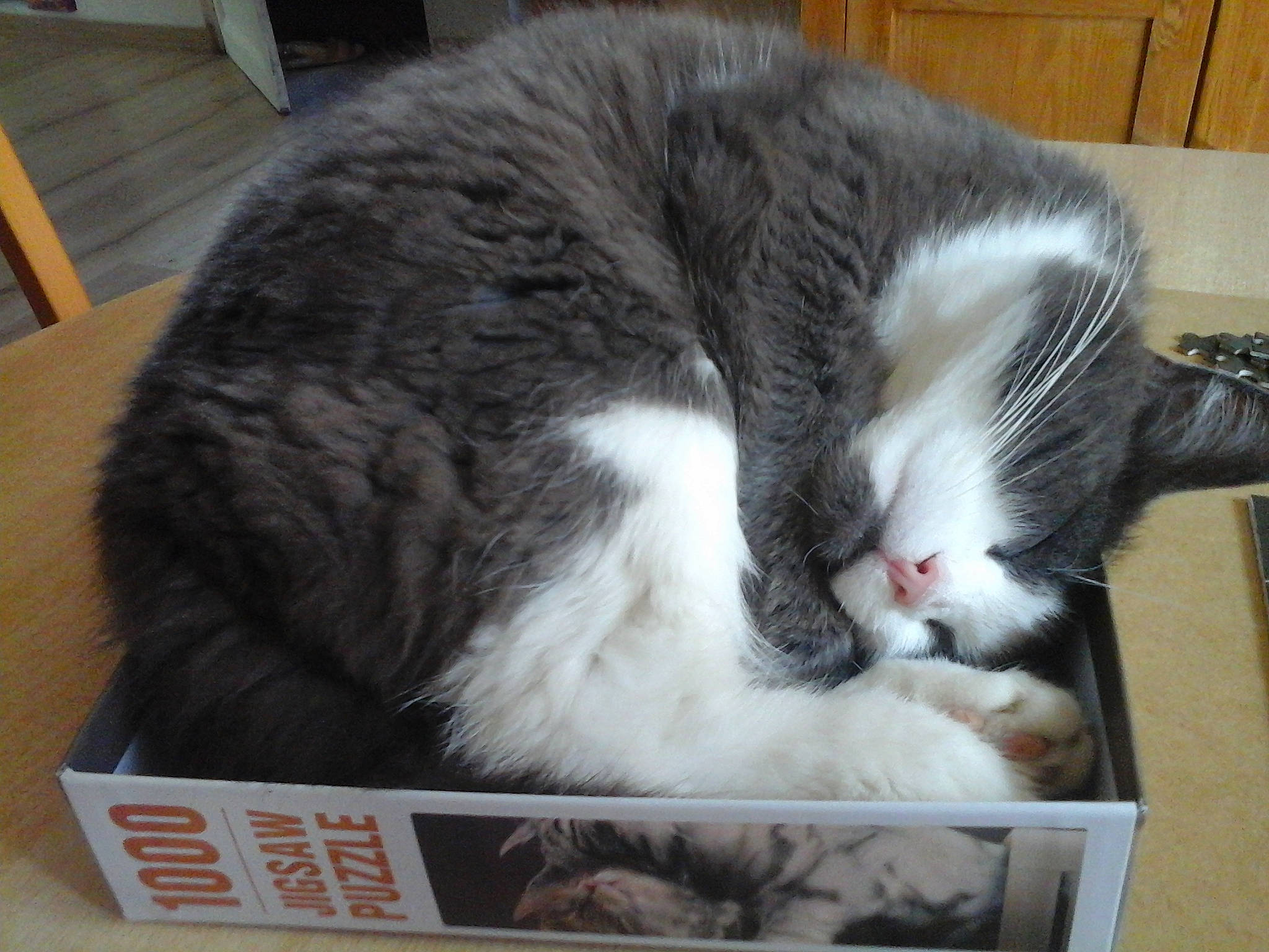 Nanou participe au concours pour gagner de l'argent avec cette photo : animal_shelter, box, cardboard, carnivore, cat, cat_supply, claw, comfort, domestic_short_haired_cat, felidae, fur, hardwood, packaging_and_labeling, paw, pet_supply, small_to_medium_sized_cats, snout, tail, whiskers, wood