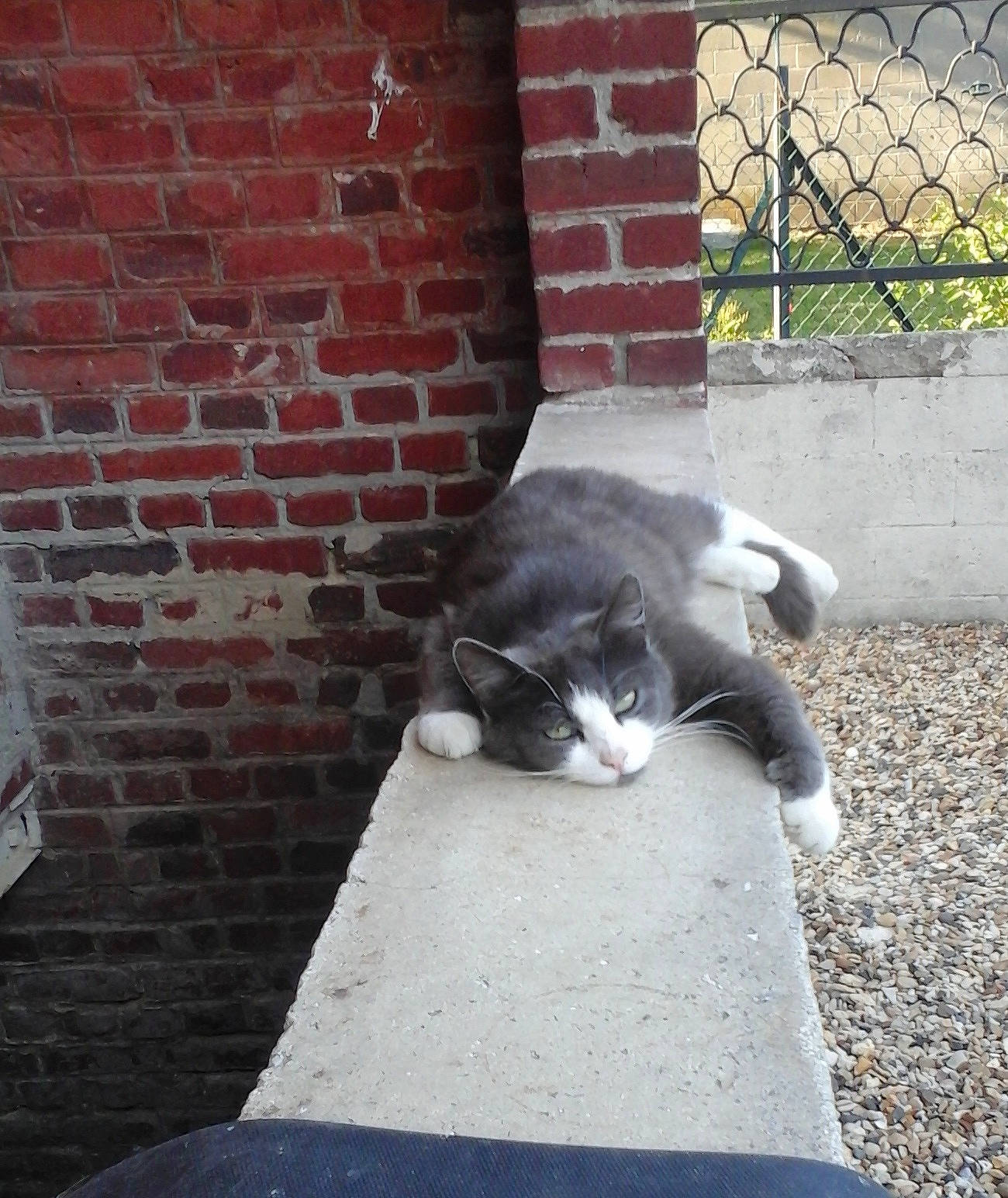 Nanou a rejoint le concours — aidez-le/la à gagner de superbes lots ! art, brick, brickwork, carnivore, cat, domestic_short_haired_cat, felidae, flooring, fur, grey, plant, road, road_surface, sidewalk, sitting, small_to_medium_sized_cats, snout, street, tail, whiskers