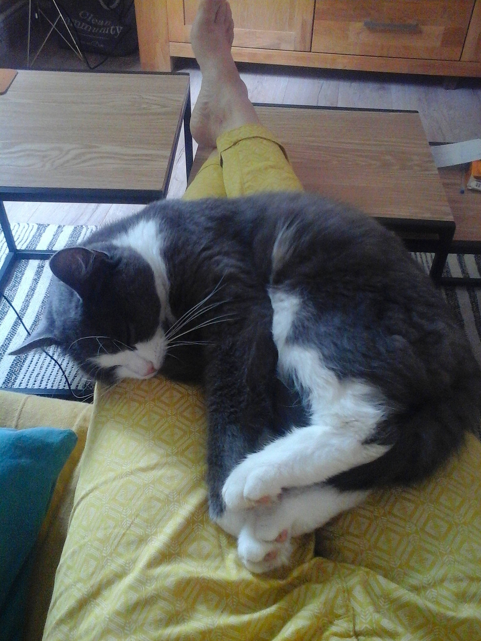 Nanou a rejoint le concours — aidez-le/la à gagner de superbes lots ! carnivore, cat, claw, comfort, companion_dog, dog_breed, domestic_short_haired_cat, felidae, flooring, fur, hardwood, nap, room, small_to_medium_sized_cats, sporting_group, tail, whiskers, wood