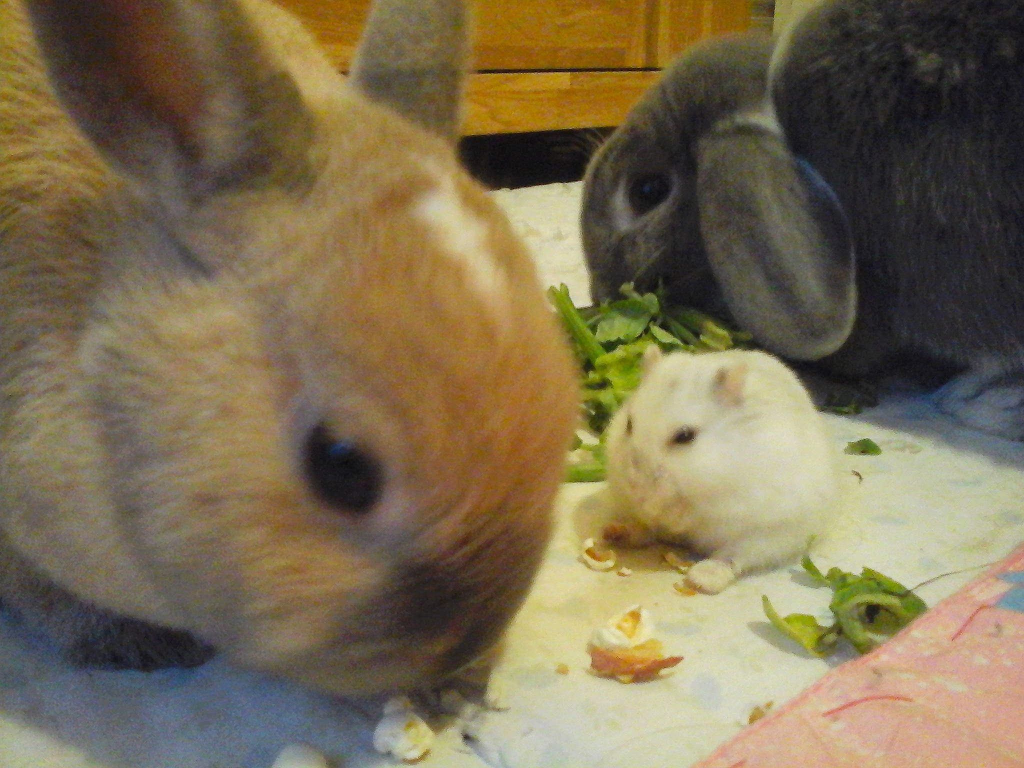 Loulou Noisette Et Zouille