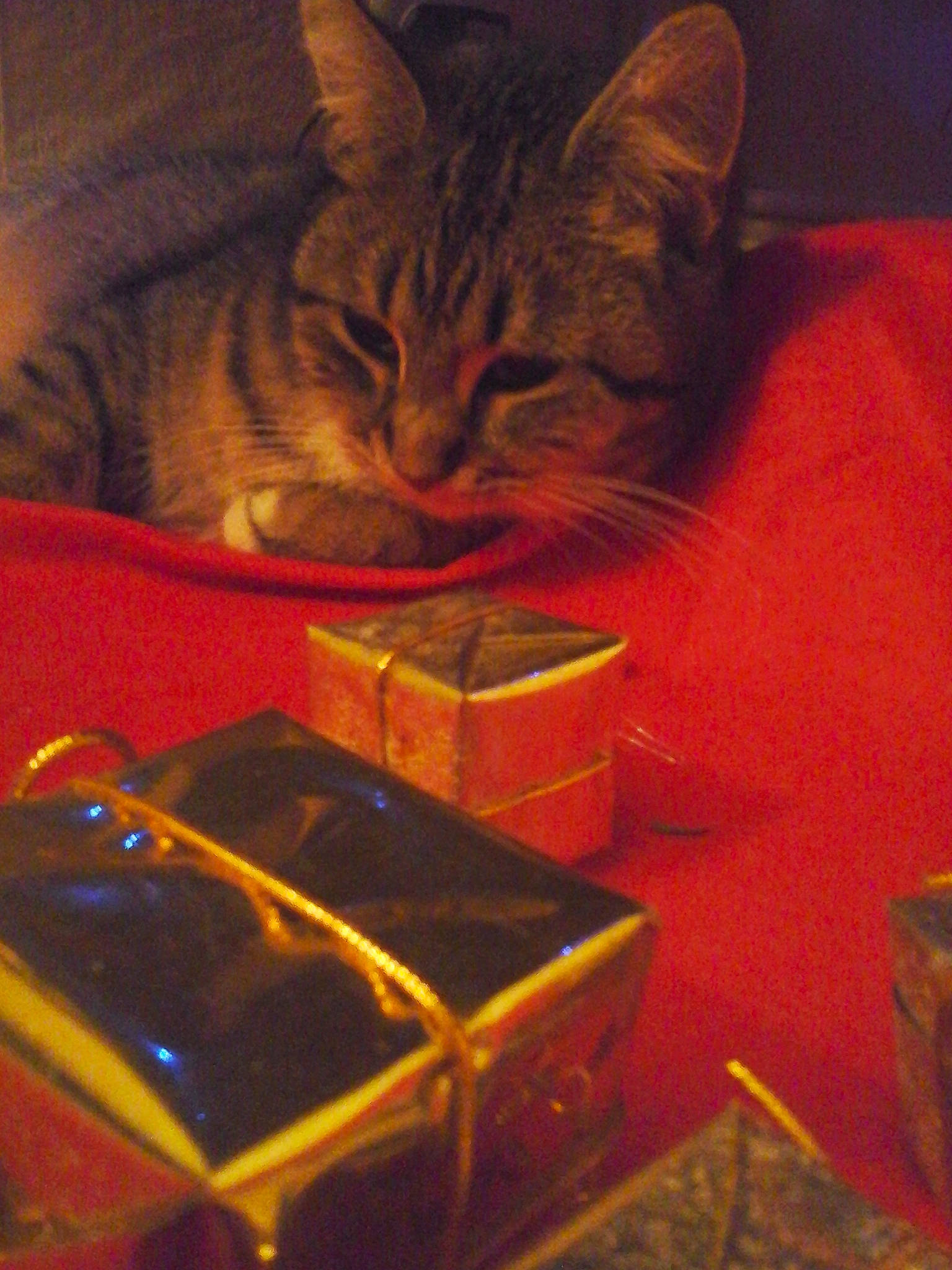 Fite participe au concours pour gagner de l'argent avec cette photo : box, carmine, carnivore, cat, cat_supply, darkness, domestic_short_haired_cat, felidae, fur, heat, metal, night, recreation, room, small_to_medium_sized_cats, sunset, tail, tints_and_shades, whiskers, wood