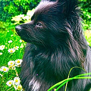 Calineka a rejoint le concours — aidez-le/la à gagner de superbes lots ! dog, black_dog, fluffy, outdoor, meadow, grass, flowers, daisies, nature, pet, animal, canine, portrait, side_view, fur, sunlight, greenery, relaxing, peaceful, daytime