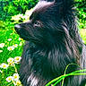 dog, black_dog, fluffy, outdoor, meadow, grass, flowers, daisies, nature, pet, animal, canine, portrait, side_view, fur, sunlight, greenery, relaxing, peaceful, daytime