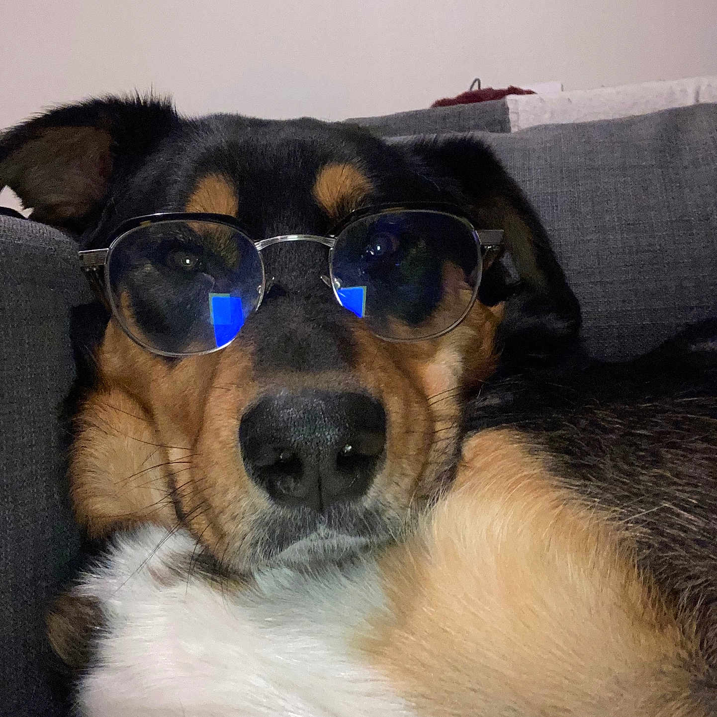 Patch a rejoint le concours — aidez-le/la à gagner de superbes lots ! accessories, animal, architecture, canine, couch, cushion, dog, face, furniture, glasses, head, homedecor, hound, person, pet, photography, portrait, puppy, sleeping, sunglasses