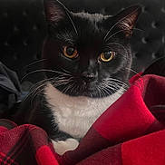 Katt is registered to the contest to win money with this photo: animal_portrait, black_and_white_cat, black_fur, cat, close_up, comfort, cozy, curious, domestic_cat, feline, golden_eyes, indoor, pet, plaid_blanket, red_blanket, resting, soft_fur, tufted_background, whiskers, white_fur