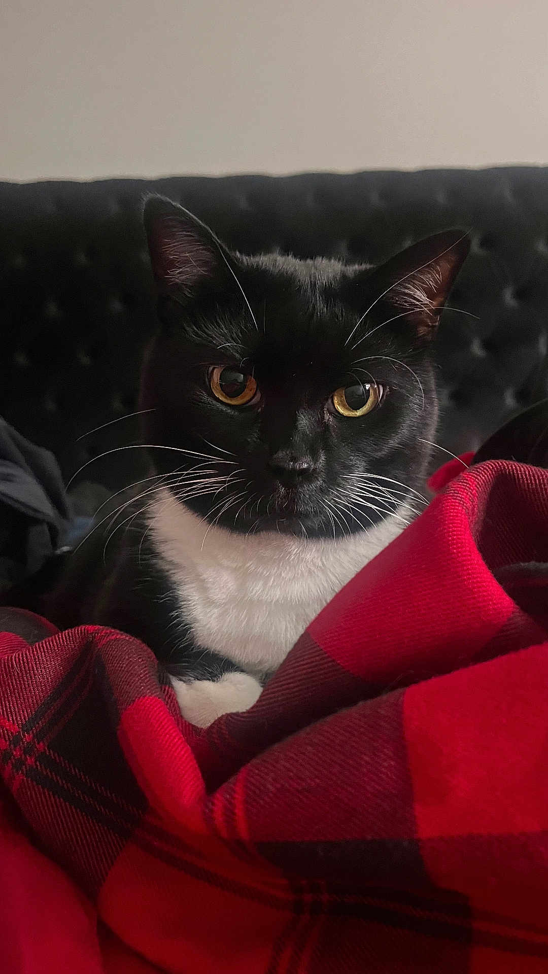 Katt