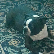 Panson joined the competition — help win amazing prizes! dog, black_and_white, carpet, indoor, pet, animal, laying_down, quiet, calm, home, floor, pattern, resting, domestic, fur, canine, white_paw, quiet_moment, relaxed, companion