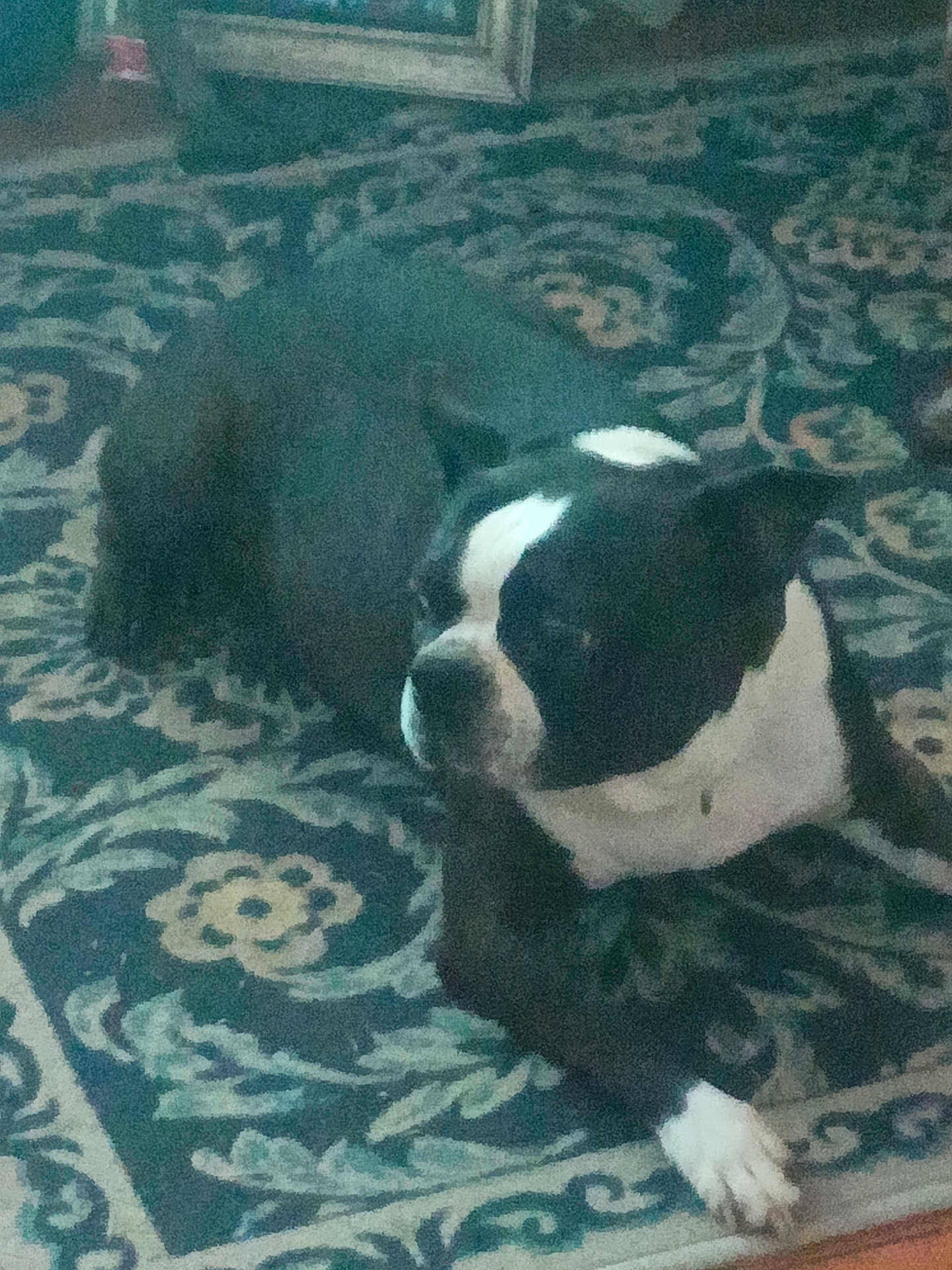 Panson joined the competition — help win amazing prizes! dog, black_and_white, carpet, indoor, pet, animal, laying_down, quiet, calm, home, floor, pattern, resting, domestic, fur, canine, white_paw, quiet_moment, relaxed, companion