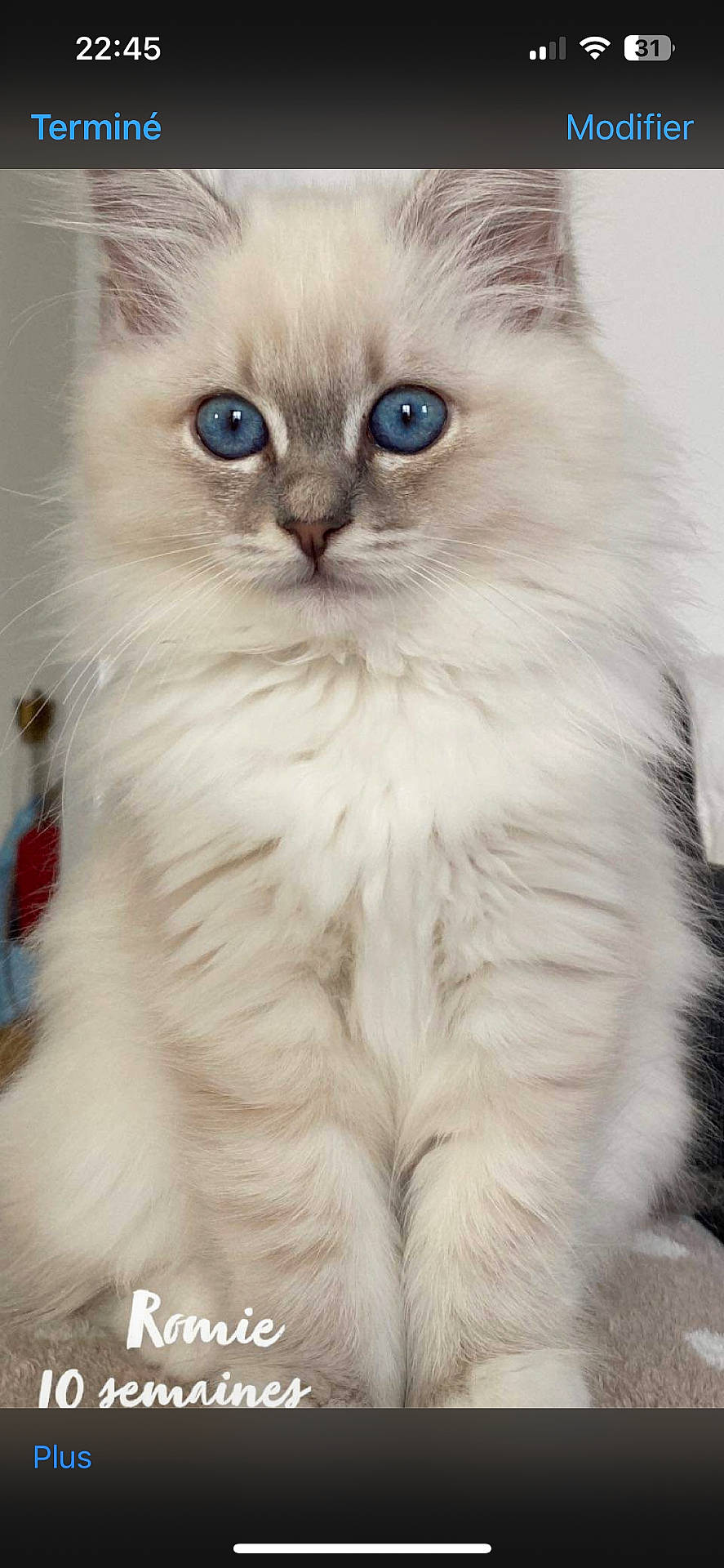 You Two a rejoint le concours — aidez-le/la à gagner de superbes lots ! abyssinian, angora, animal, cat, computer, computerhardware, electronics, hardware, kitten, manx, monitor, pc, pet, screen, siamese, snout, text