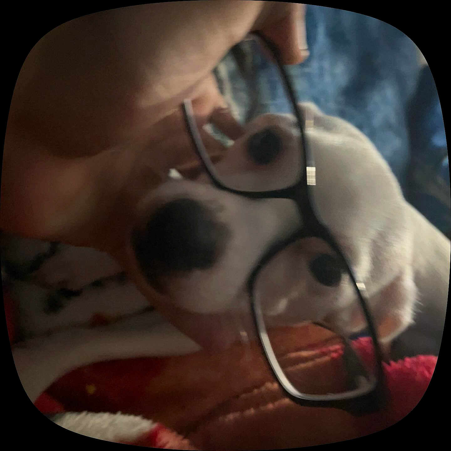 Poppy is registered to the contest to win money with this photo: dog, glasses, hand, close_up, blurred, white_dog, pet, face, indoor, soft_light, animal, wearing, eyewear, cute, companion, furry, domestic, muzzle, nosy, portrait