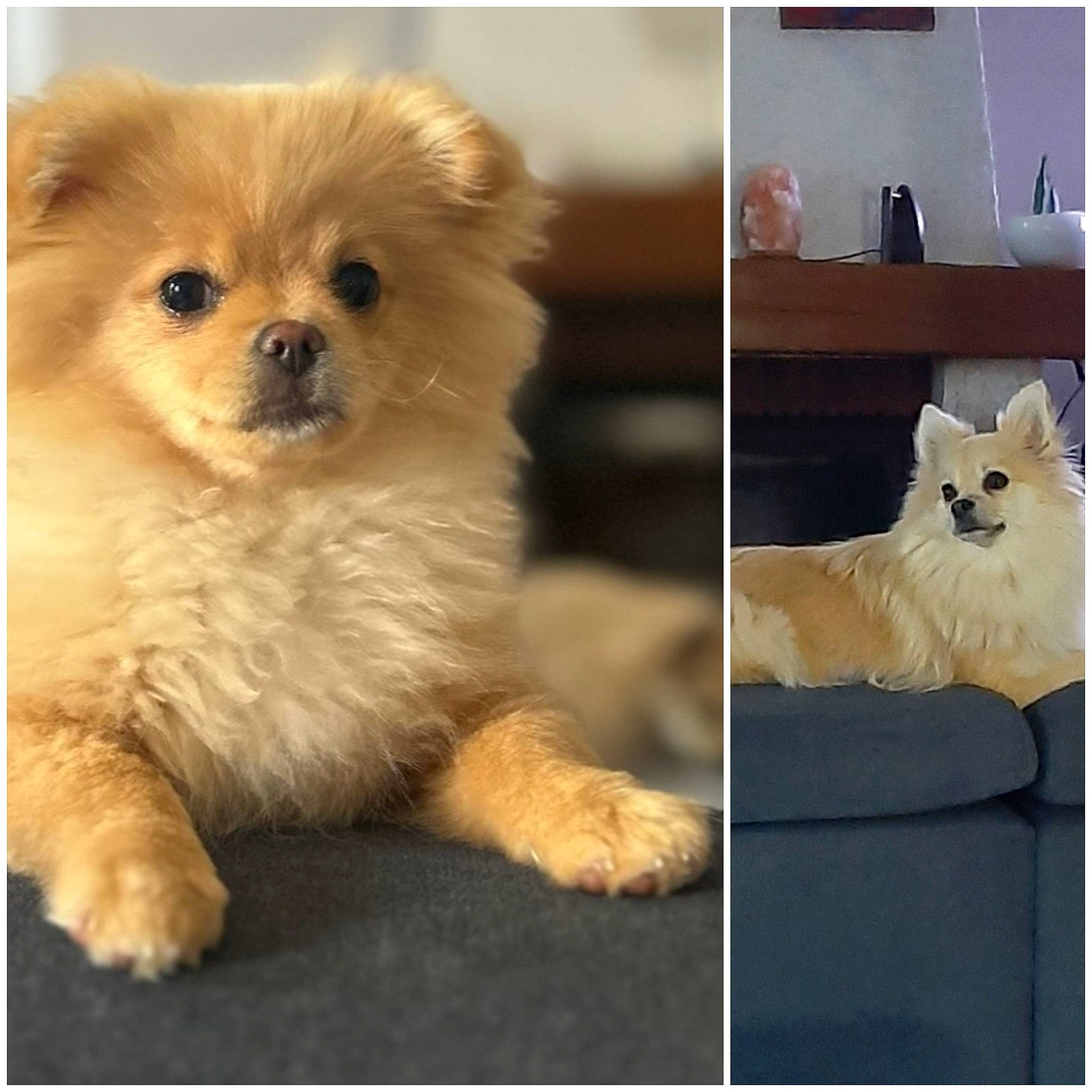 Ruby participe au concours pour gagner de l'argent avec cette photo : carnivore, cat, cat_supply, companion_dog, couch, dog, dog_breed, dog_supply, fashion_accessory, fawn, felidae, firefighter, fur, paw, pillow, small_to_medium_sized_cats, snout, tail, toy_dog, whiskers