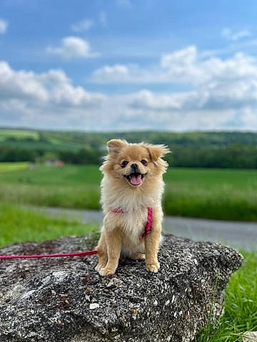Ruby participe au concours pour gagner de l'argent avec cette photo : canidae, carnivore, cloud, companion_dog, dog, dog_breed, fawn, german_spitz, german_spitz_klein, grass, liver, plant, sky, snout, spitz, sporting_group, tail, toy_dog, wildlife, working_animal