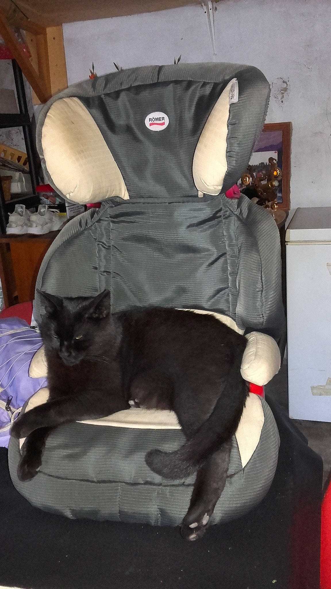 Pimousse a rejoint le concours — aidez-le/la à gagner de superbes lots ! black, cat, cat_like_mammal, fur, mammal, small_to_medium_sized_cats