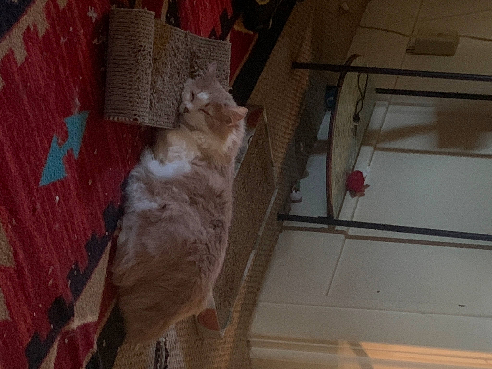 Bubby is registered to the contest to win money with this photo: animal_shelter, brickwork, canidae, carnivore, companion_dog, dog_breed, domestic_short_haired_cat, fawn, felidae, flooring, fur, hardwood, pet_supply, small_to_medium_sized_cats, snout, sporting_group, tail, whiskers, window, wood