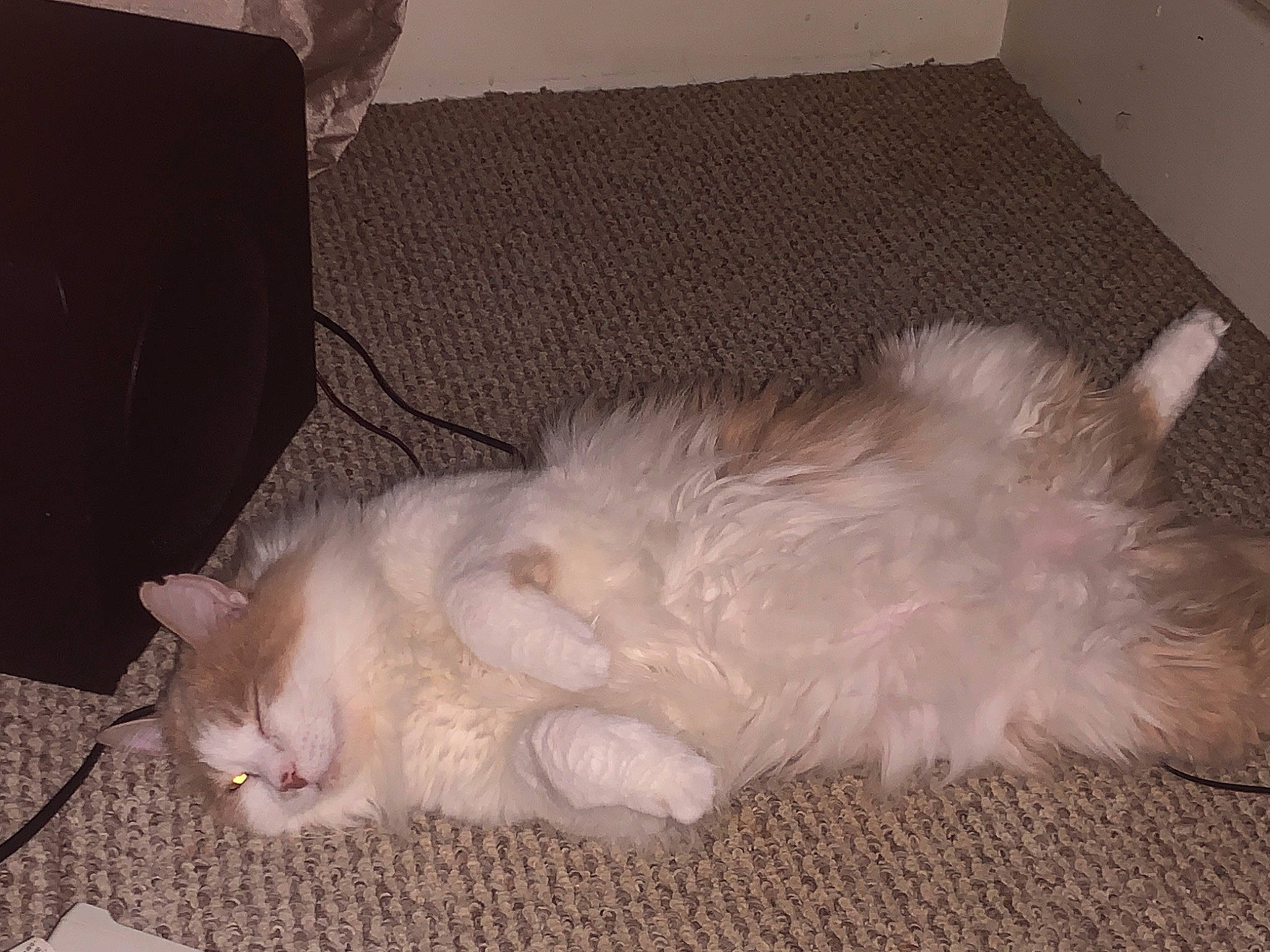 Bubby joined the competition — help win amazing prizes! carnivore, cat, claw, comfort, companion_dog, dog_breed, domestic_short_haired_cat, fawn, felidae, flooring, foot, fur, hardwood, nap, paw, small_to_medium_sized_cats, snout, tail, whiskers