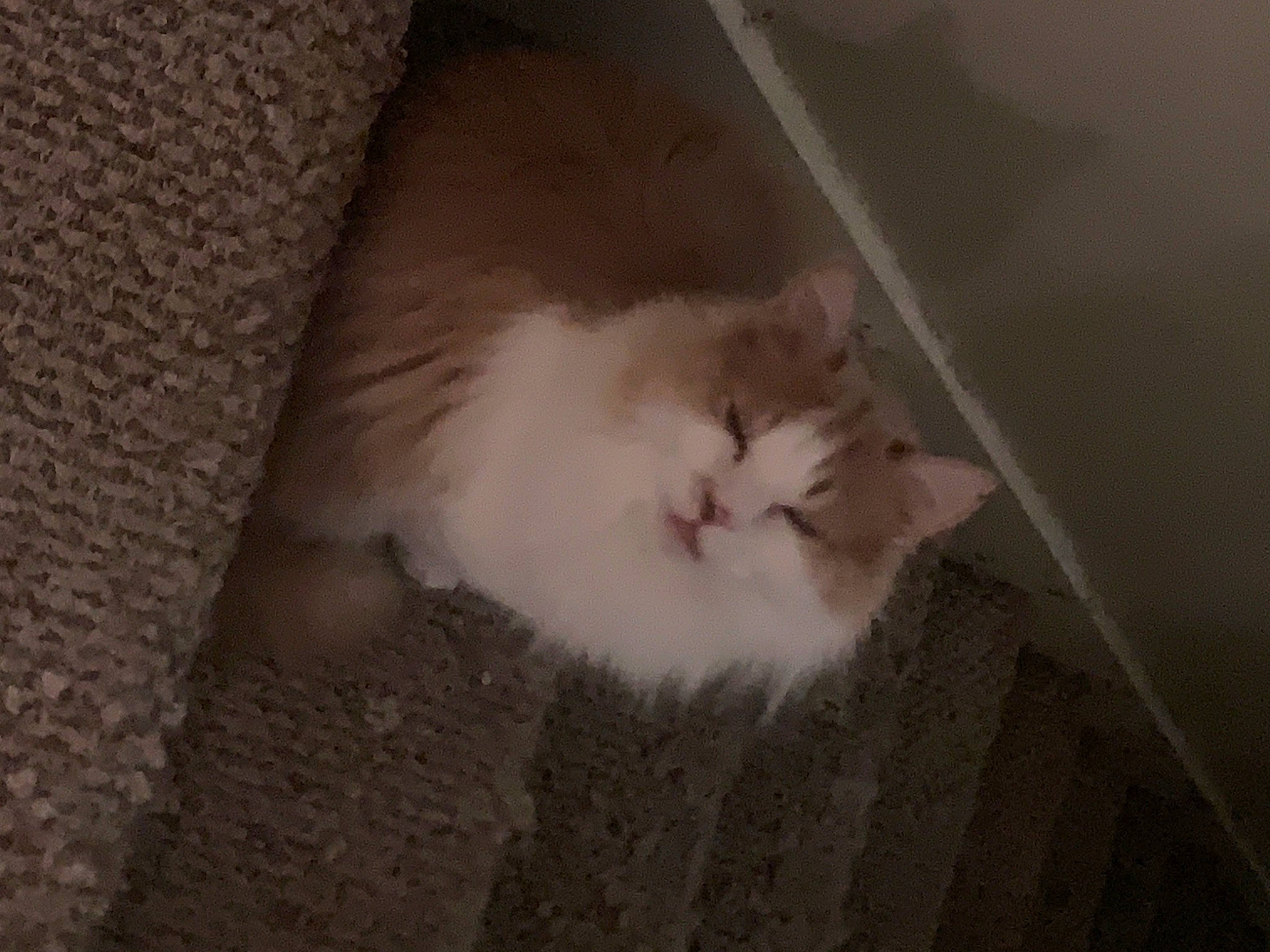 Bubby joined the competition — help win amazing prizes! box, cardboard, carnivore, cat, comfort, domestic_short_haired_cat, fawn, felidae, flooring, fur, hardwood, paw, small_to_medium_sized_cats, snout, tail, whiskers, window, wood