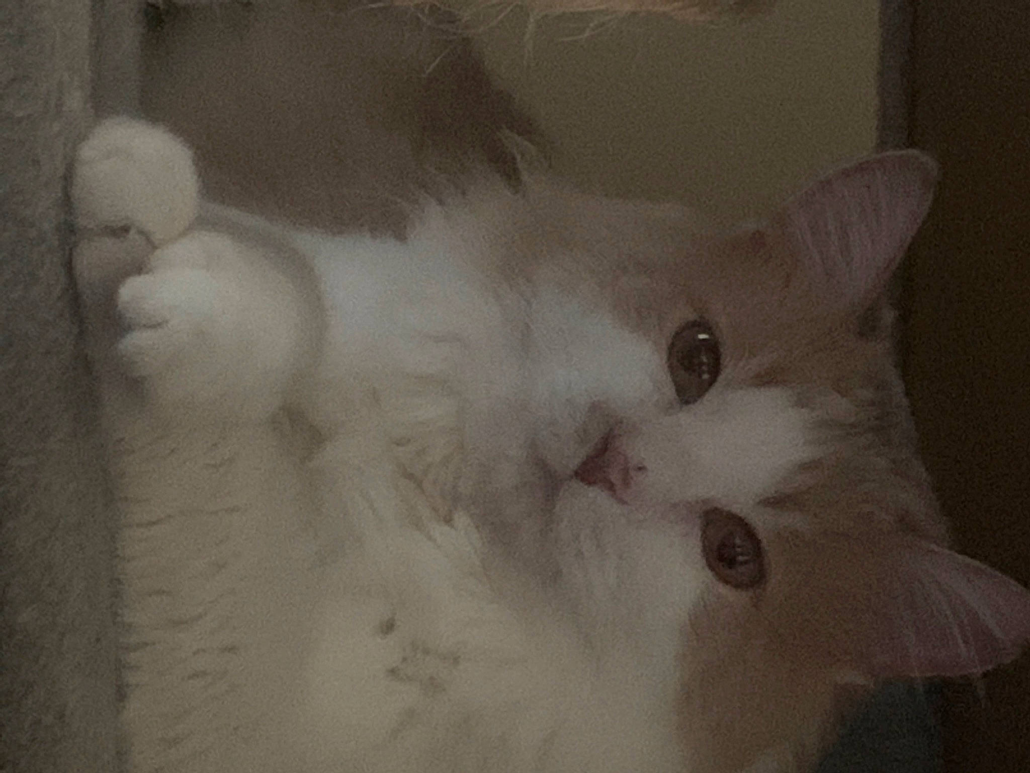 Bubby is registered to the contest to win money with this photo: carnivore, cat, domestic_short_haired_cat, felidae, fur, monochrome, monochrome_photography, paw, small_to_medium_sized_cats, snout, tail, visual_arts, whiskers