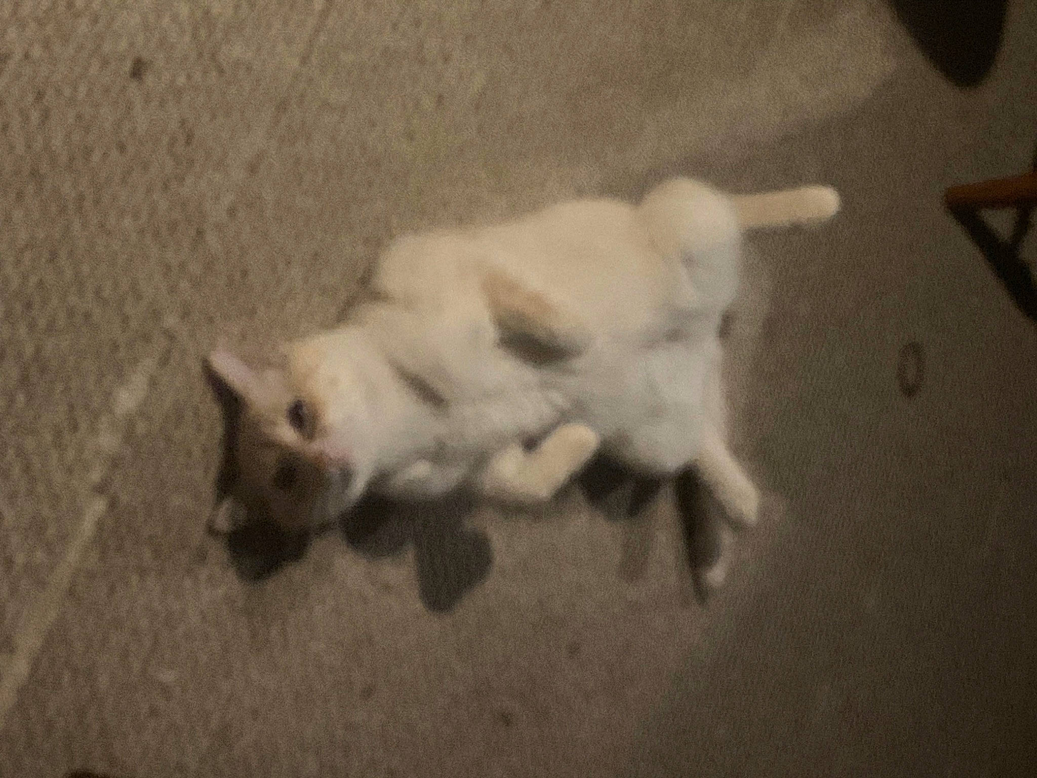 Arthur joined the competition — help win amazing prizes! canidae, carnivore, cat, dog_breed, fawn, felidae, fur, non_sporting_group, paw, small_to_medium_sized_cats, snout, tail, terrestrial_animal, whiskers, wildlife