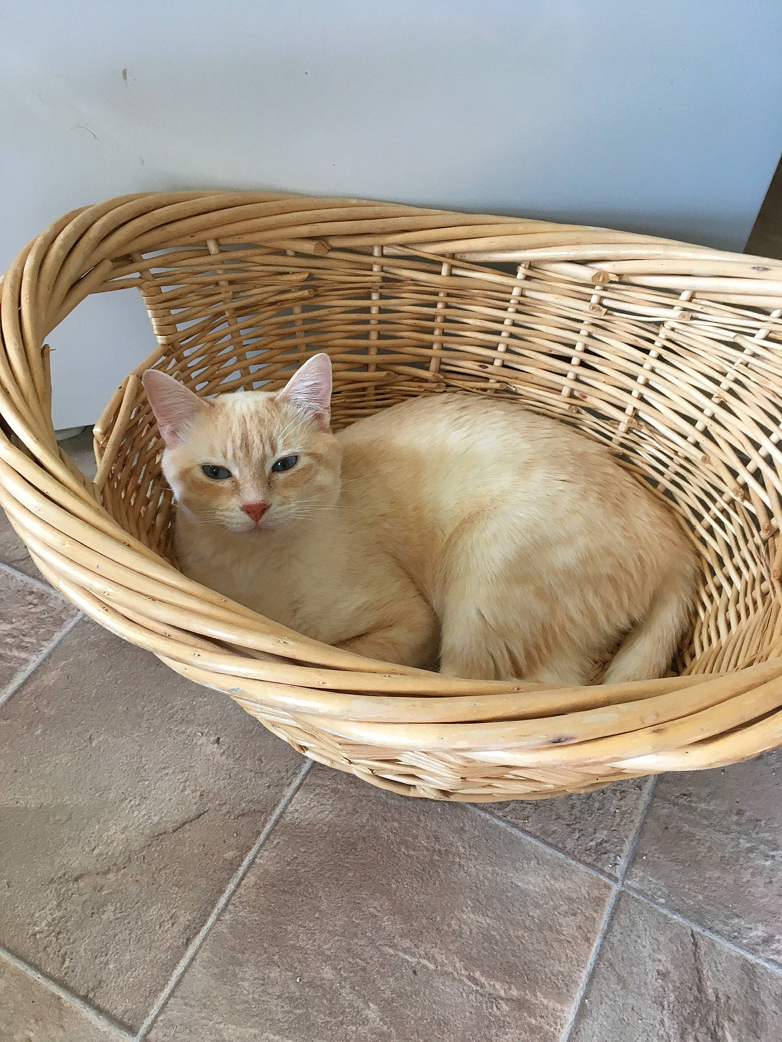 Arthur joined the competition — help win amazing prizes! animal_shelter, basket, carnivore, cat, cat_supply, comfort, domestic_short_haired_cat, fawn, felidae, fur, hardwood, paw, pet_supply, small_to_medium_sized_cats, snout, tail, whiskers, wicker, window, wood