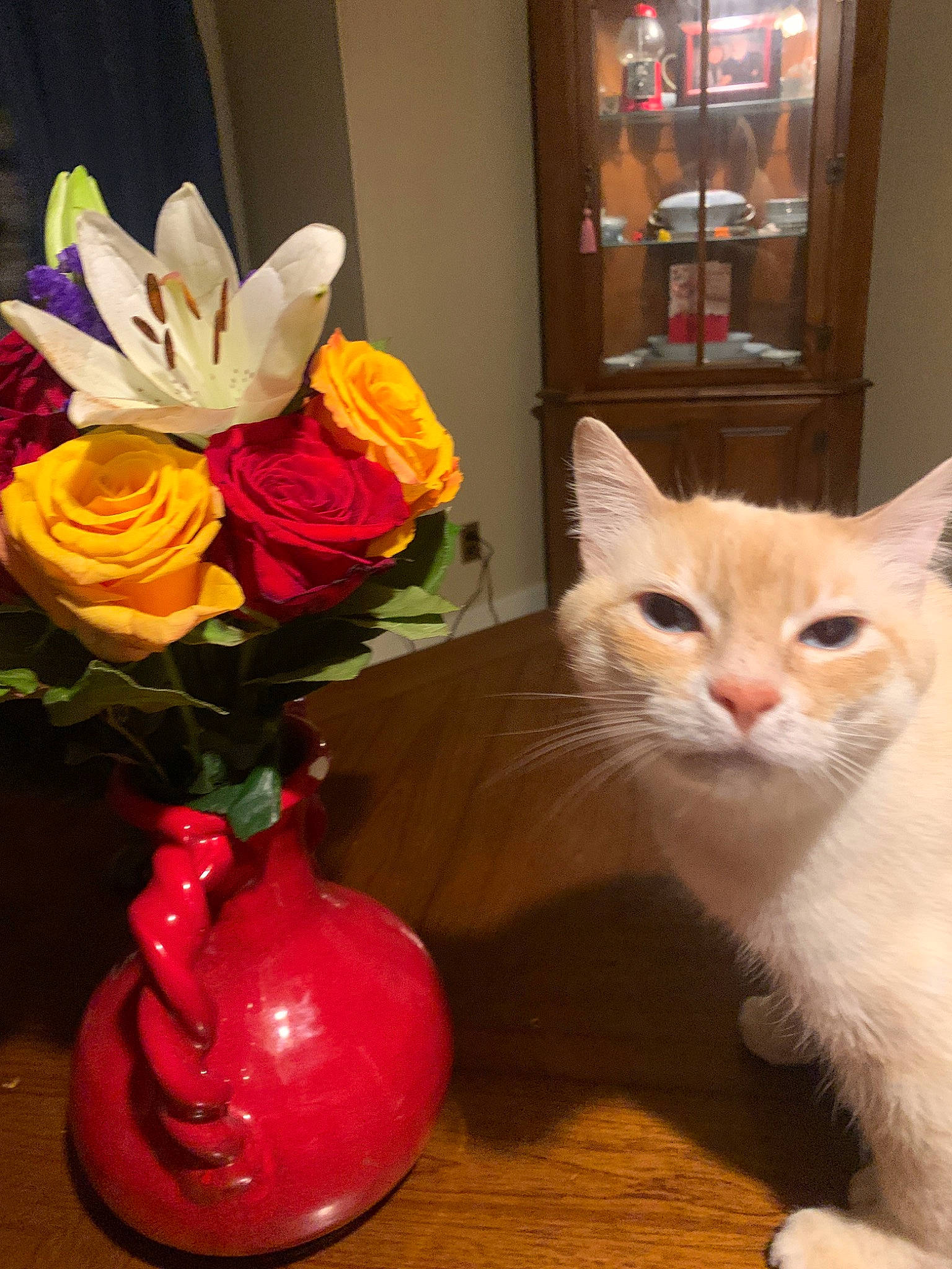 Arthur joined the competition — help win amazing prizes! artifact, artificial_flower, carnivore, cat, cut_flowers, felidae, flower, flower_arranging, flowering_plant, flowerpot, houseplant, hybrid_tea_rose, petal, plant, rose, small_to_medium_sized_cats, tail, vase, whiskers, window