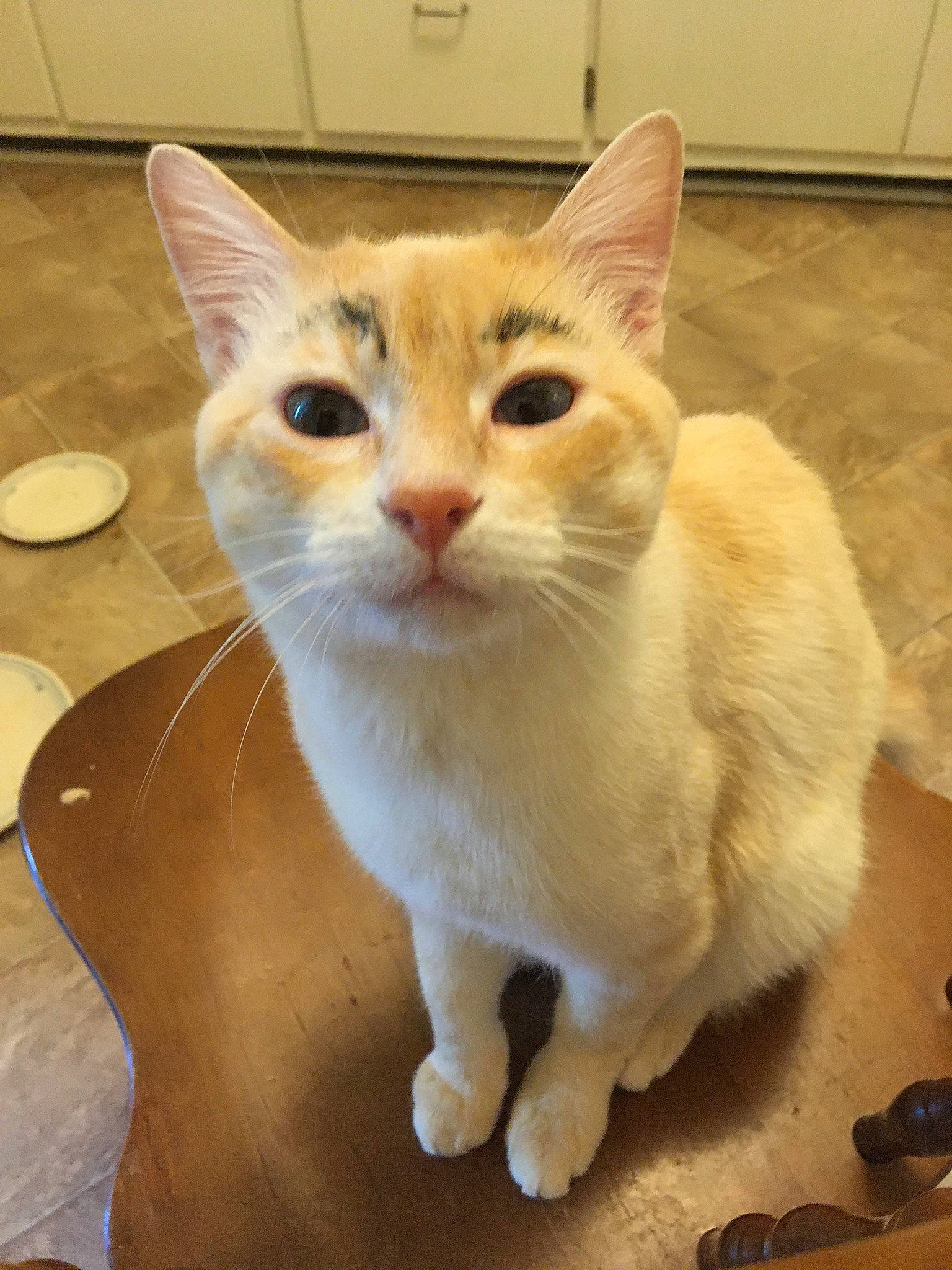 Arthur joined the competition — help win amazing prizes! carnivore, cat, domestic_short_haired_cat, fawn, felidae, flooring, fur, hardwood, paw, pet_supply, small_to_medium_sized_cats, snout, tail, whiskers, window, wood