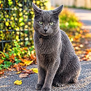 Abarai participe au concours pour gagner de l'argent avec cette photo : cat, gray_cat, animal, pet, sitting, outdoor, garden, path, autumn, leaves, greenery, fur, whiskers, ears, eyes, portrait, closeup, nature, daylight, pavement