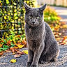 cat, gray_cat, animal, pet, sitting, outdoor, garden, path, autumn, leaves, greenery, fur, whiskers, ears, eyes, portrait, closeup, nature, daylight, pavement