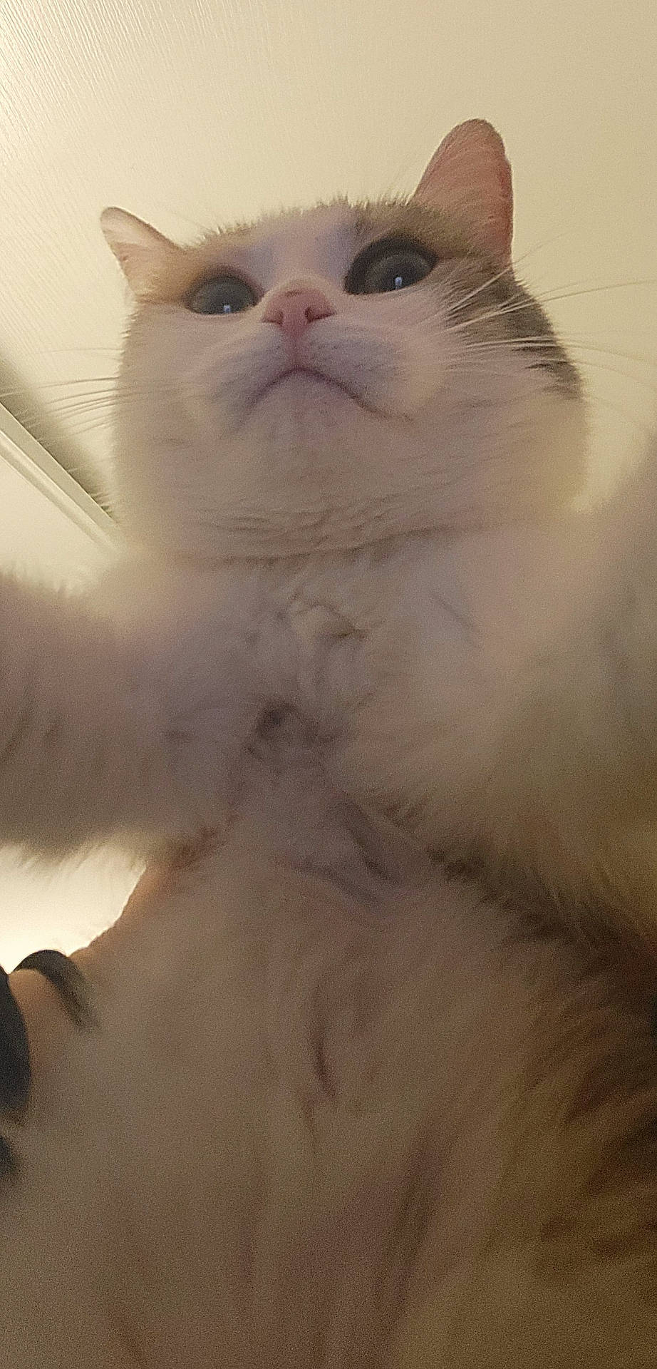 Petra participe au concours pour gagner de l'argent avec cette photo : abyssinian, angora, animal, bodypart, cat, face, head, indoors, kitten, manx, mouth, person, pet, photography, portrait, siamese, sleeping, white