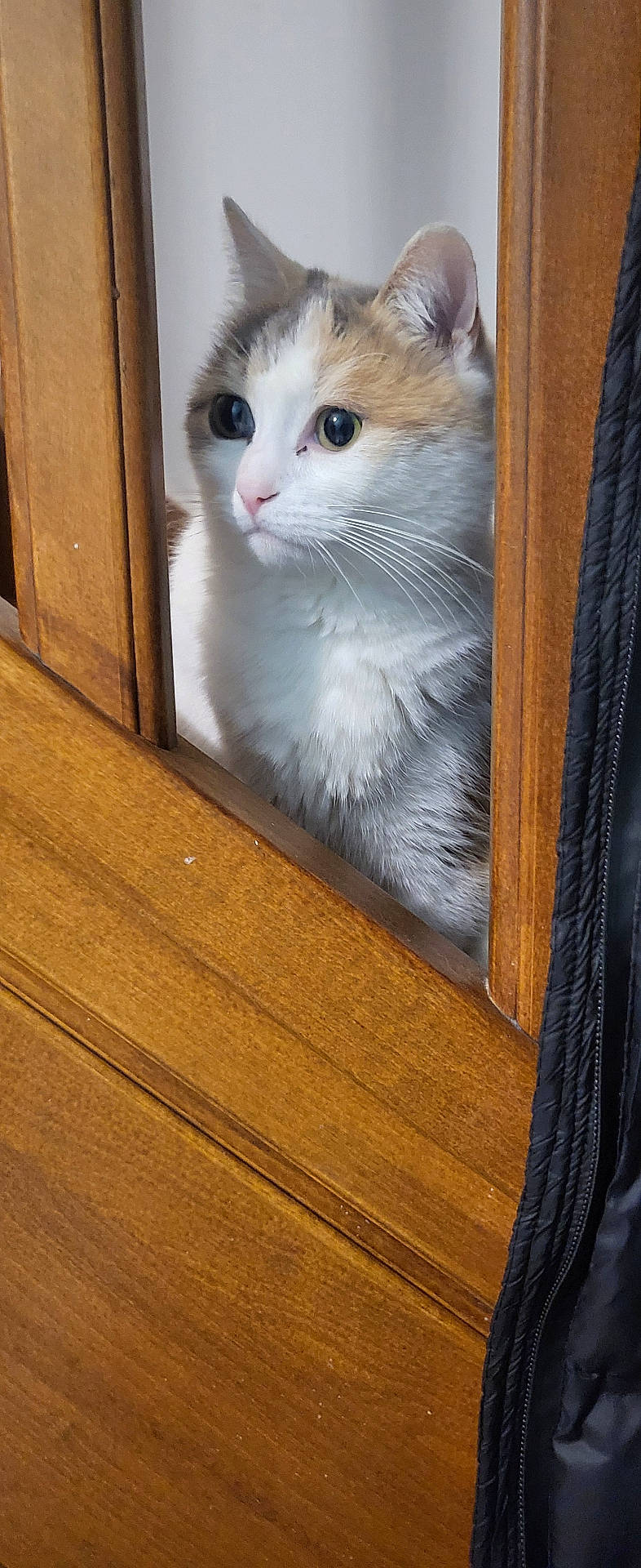 Petra participe au concours pour gagner de l'argent avec cette photo : abyssinian, animal, cabinet, cat, closet, cupboard, door, drawer, furniture, hardwood, indoors, interiordesign, kitten, manx, pet, plywood, shelf, siamese, stainedwood, wood
