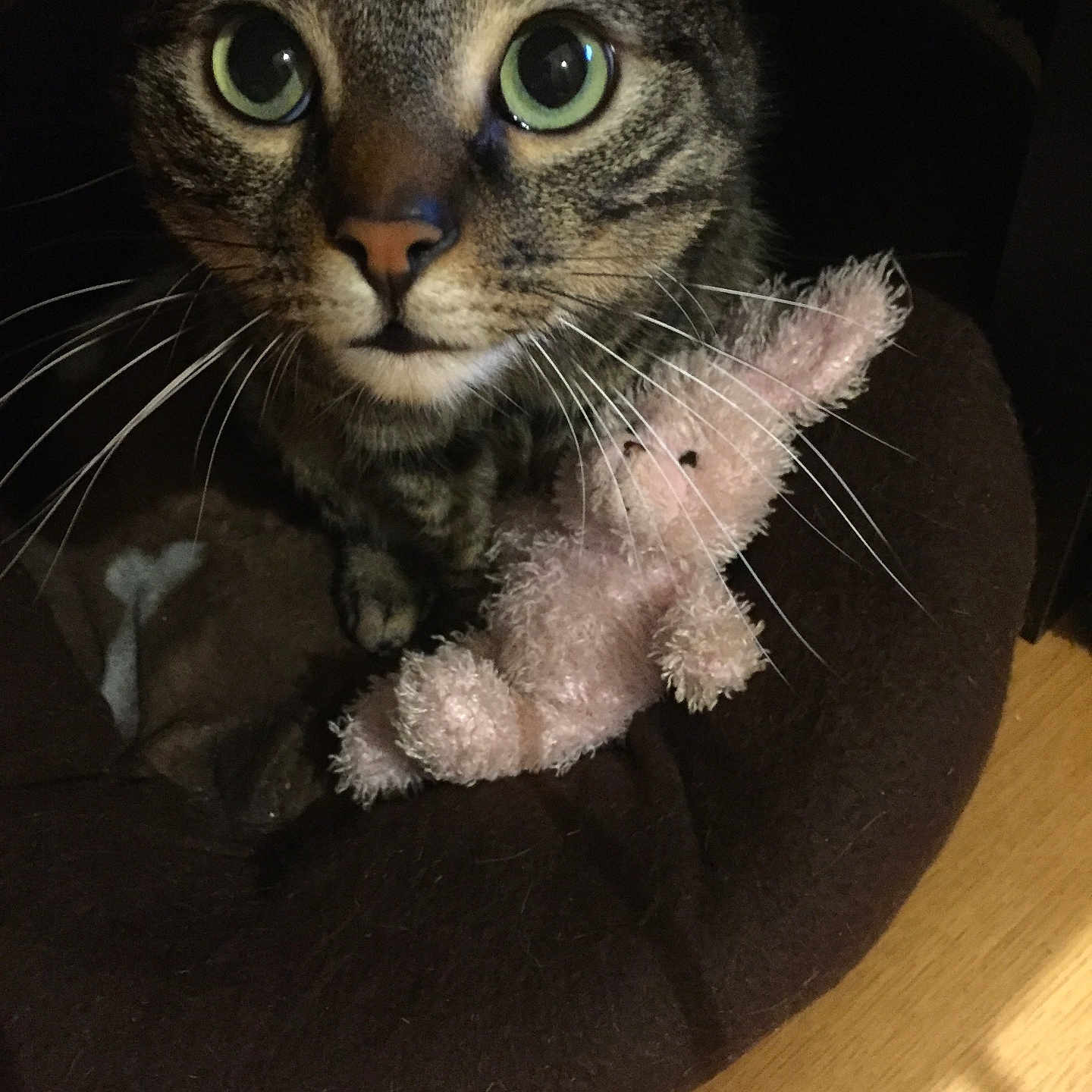 Tigrou a rejoint le concours — aidez-le/la à gagner de superbes lots ! cat, tabby, green_eyes, pet_bed, stuffed_toy, toy_rabbit, whiskers, close_up, indoor, brown, feline, curious, animal, domestic_cat, fur, sitting, soft_toy, cute, companion, pet