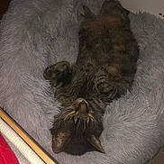 Tigrou a rejoint le concours — aidez-le/la à gagner de superbes lots ! cat, tabby, pet_bed, fluffy, cozy, sleeping, indoor, fur, animal, resting, cute, domestic_cat, gray, brown, striped, wood_floor, relaxing, feline, paw, ears