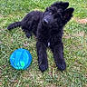puppy, dog, black_fur, grass, blue_ball, outdoor, pet, young_dog, animal, playful, cute, fur, canine, nature, summer, grass_field, resting, head_tilt, toy, daylight