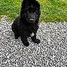 puppy, dog, black_fur, outdoor, grass, pebbles, pet, cute, fluffy, animal, young_dog, sitting, ears, nose, eyes, nature, playful, adorable, canine, fur
