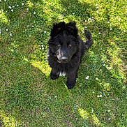 Ares participe au concours pour gagner de l'argent avec cette photo : puppy, dog, black_dog, grass, flowers, outdoor, sunlight, shadow, pet, cute, animal, nature, young_dog, fur, playful, canine, summer, greenery, adorable, looking_up