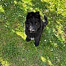 puppy, dog, black_dog, grass, flowers, outdoor, sunlight, shadow, pet, cute, animal, nature, young_dog, fur, playful, canine, summer, greenery, adorable, looking_up