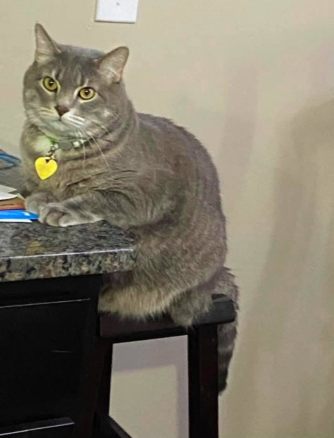 Carlos is registered to the contest to win money with this photo: art, carnivore, cat, domestic_short_haired_cat, felidae, fur, grey, russian_blue, sitting, small_to_medium_sized_cats, snout, tail, whiskers, window