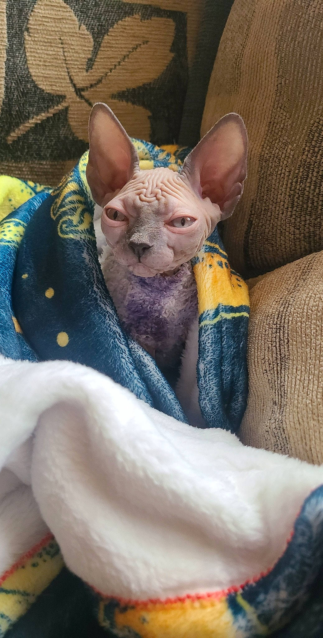 Wasabi is registered to the contest to win money with this photo: beard, carnivore, cat, comfort, cone, donskoy, ear, fashion_accessory, fawn, felidae, fur, linens, rex_cat, small_to_medium_sized_cats, snout, sphynx, tableware, terrestrial_animal, whiskers
