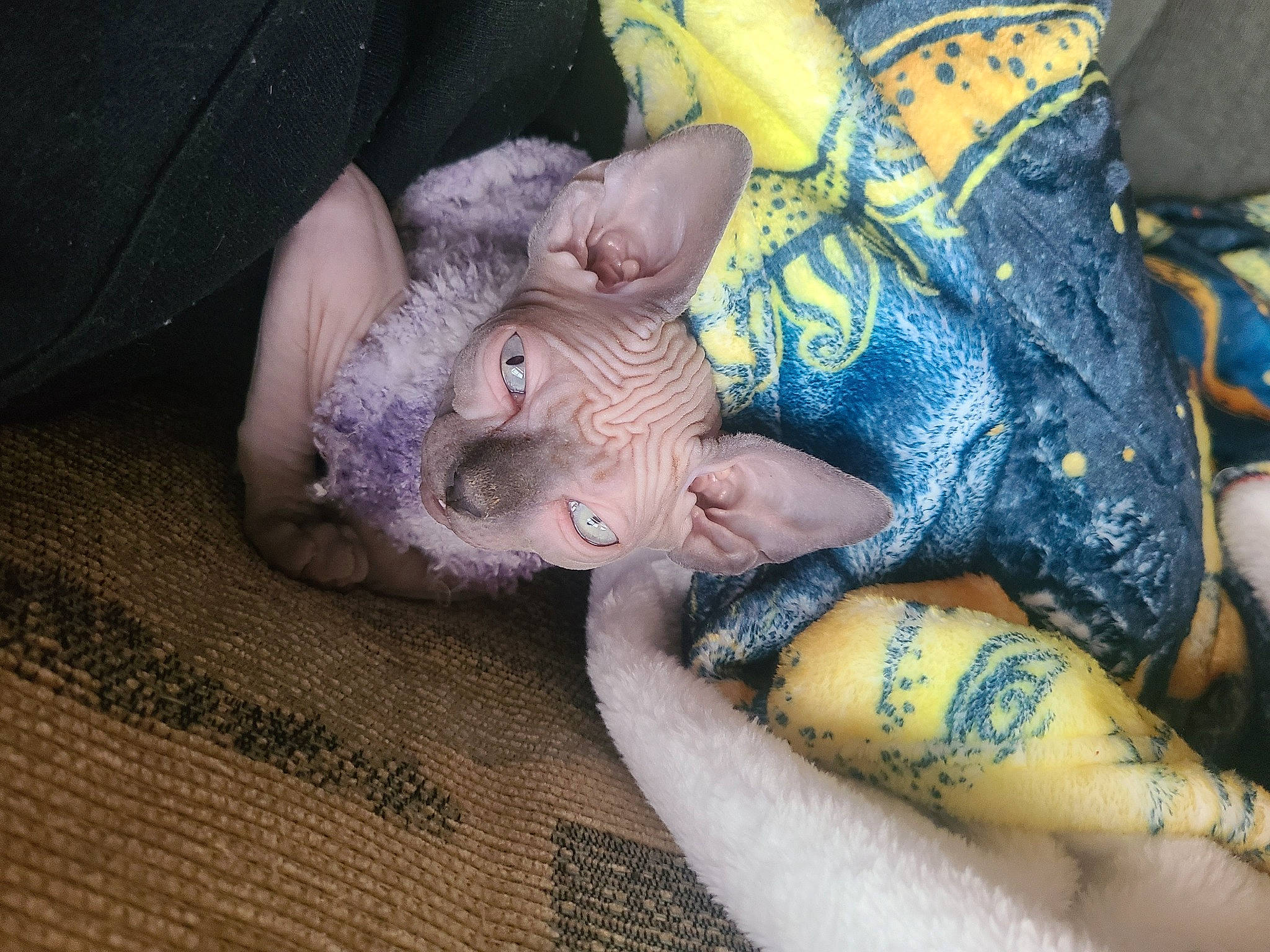 Wasabi joined the competition — help win amazing prizes! art, claw, electric_blue, eye, fawn, felidae, flesh, foot, gesture, human_leg, leg, nail, paw, small_to_medium_sized_cats, snout, tail, thigh, toy, whiskers, wrist