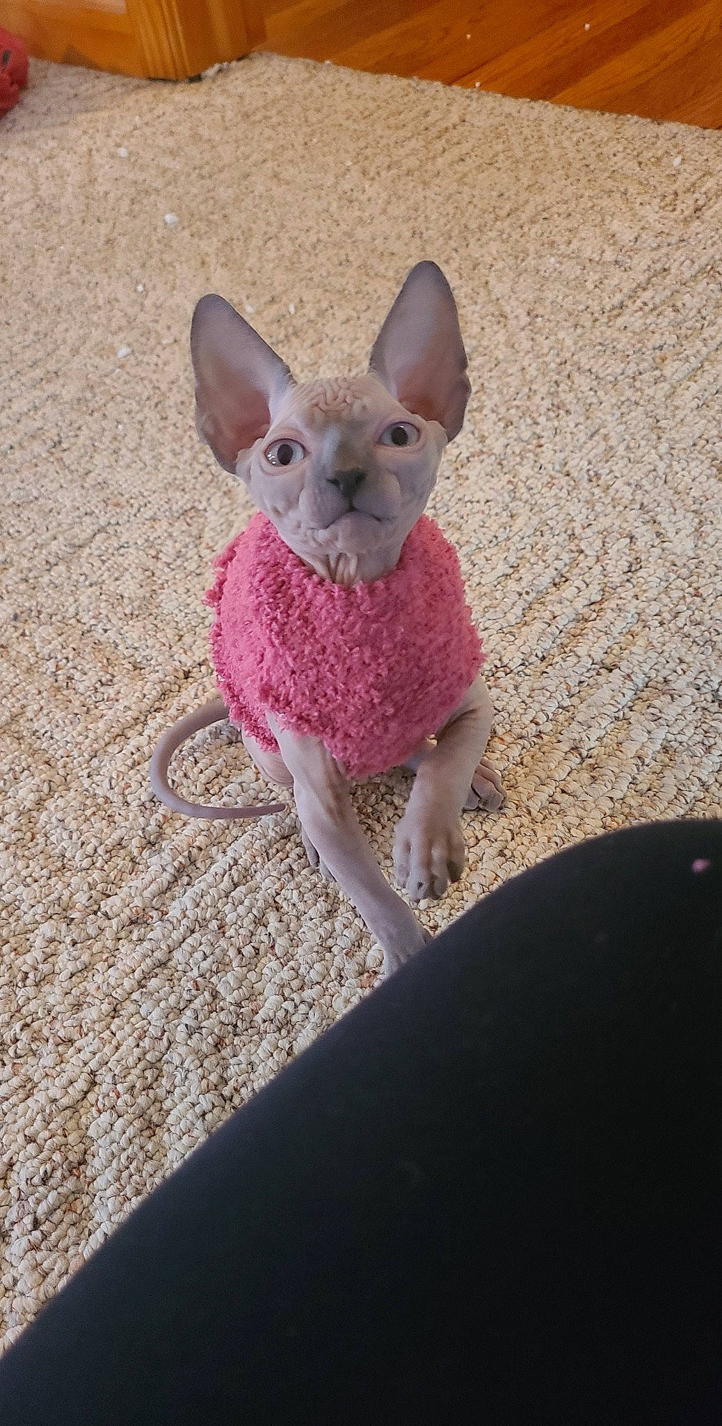 Wasabi joined the competition — help win amazing prizes! art, canidae, carnivore, cat, companion_dog, creative_arts, devon_rex, dog_breed, fawn, felidae, fur, magenta, paw, rex_cat, small_to_medium_sized_cats, snout, tableware, tail, terrestrial_animal, whiskers