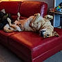 animal, architecture, art, building, canine, couch, cushion, dog, electricaldevice, electronics, furniture, homedecor, indoors, interiordesign, lamp, livingroom, painting, pet, room, switch