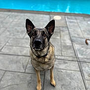 Prince joined the competition — help win amazing prizes! dog, shepherd_mix, pet, animal, portrait, sitting, pool, swimming_pool, outdoor, patio, tiles, tile_floor, collar, tag, pointed_ears, black_and_tan, short_hair, looking_at_camera, daylight, backyard