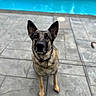 dog, shepherd_mix, pet, animal, portrait, sitting, pool, swimming_pool, outdoor, patio, tiles, tile_floor, collar, tag, pointed_ears, black_and_tan, short_hair, looking_at_camera, daylight, backyard