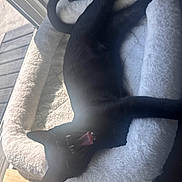 Panther is registered to the contest to win money with this photo: cat, black_cat, feline, pet, animal, lying_down, upside_down, open_mouth, fangs, whiskers, ears, fur, cat_tree, scratching_post, plush, indoor, window, sunlight, relaxed, playful