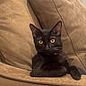 Panther joined the competition — help win amazing prizes! cat, black_cat, pet, animal, feline, golden_eyes, sitting, couch, sofa, indoor, home, furniture, cozy, portrait, centered, relaxed, alert, whiskers, ears, photography