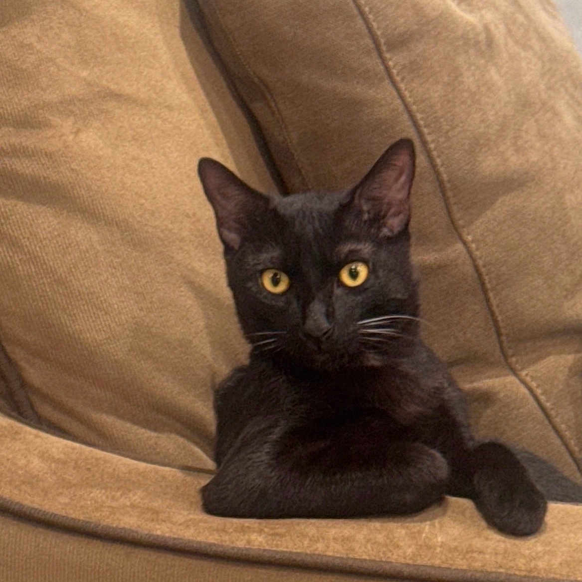 Panther