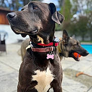 Rocky joined the competition — help win amazing prizes! dog, dogs, pet, portrait, sitting, outdoor, backyard, pool, collar, leash, tag, black_dog, brown_dog, large_dog, short_hair, floppy_ears, animal, toy, sunlight, bokeh