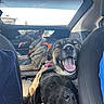 Toby is registered to the contest to win money with this photo: dog, dogs, three_dogs, car, vehicle, road_trip, pet, canine, happy, panting, tongue, harness, collar, black_dog, brown_dog, large_dog, backseat, car_interior, sunlight, portrait