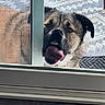 dog, canine, pet, face, portrait, tongue, teeth, funny, goofy, window, indoors, glass, screen, window_frame, bedding, close_up, head, eyes, nose, playful