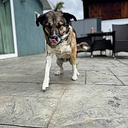 Toby is registered to the contest to win money with this photo: dog, pet, canine, standing, tongue_out, outdoor, patio, backyard, house, tile_floor, furniture, chair, table, garden, portrait, close_up, shallow_depth_of_field, blurred_background, collar, playful