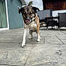 dog, pet, canine, standing, tongue_out, outdoor, patio, backyard, house, tile_floor, furniture, chair, table, garden, portrait, close_up, shallow_depth_of_field, blurred_background, collar, playful